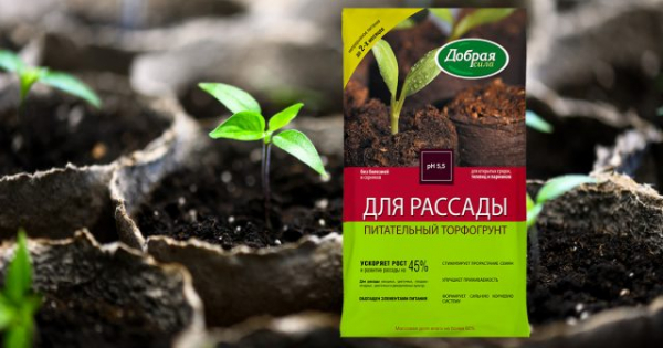 Когда сеять семена на рассаду и как не ошибиться в сроках?