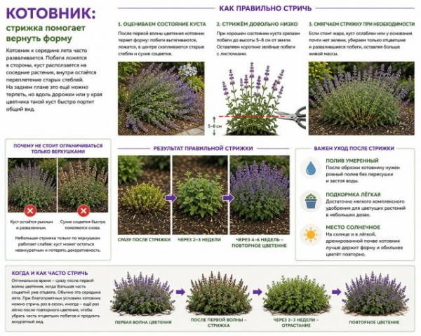 7 цветов, которые нужно обрезать после первой волны цветения 7 цветов, которые нужно обрезать после первой волны цветения