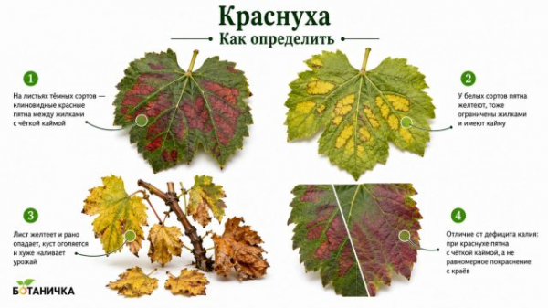 9 болезней винограда: как определить и лечить, чтобы не потерять урожай