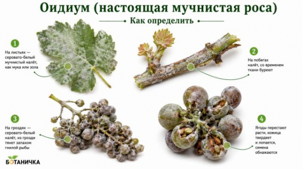 9 болезней винограда: как определить и лечить, чтобы не потерять урожай