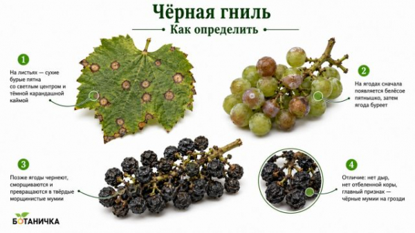 9 болезней винограда: как определить и лечить, чтобы не потерять урожай