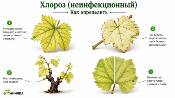 9 болезней винограда: как определить и лечить, чтобы не потерять урожай