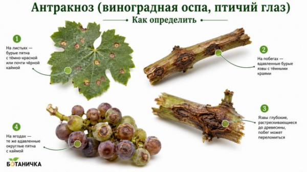 9 болезней винограда: как определить и лечить, чтобы не потерять урожай