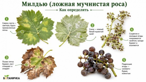 9 болезней винограда: как определить и лечить, чтобы не потерять урожай