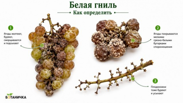 9 болезней винограда: как определить и лечить, чтобы не потерять урожай