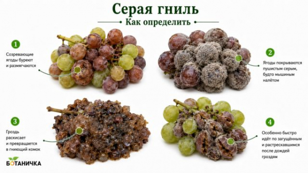 9 болезней винограда: как определить и лечить, чтобы не потерять урожай