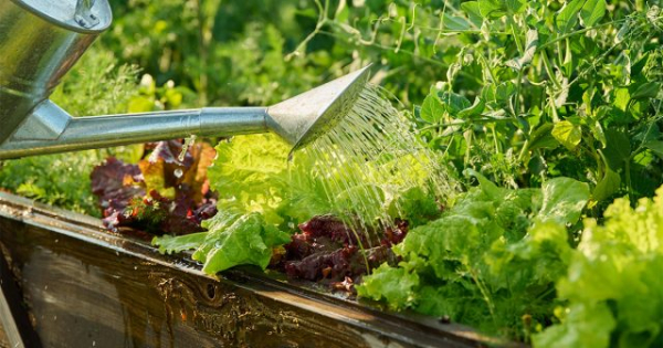 Что посадить после чеснока: лучшие варианты для урожая и плодородия почвы