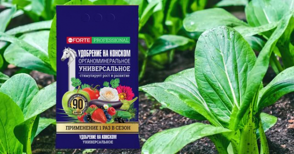Что посадить после чеснока: лучшие варианты для урожая и плодородия почвы