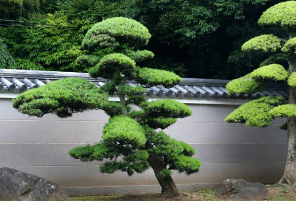 Хвойные в стиле ниваки: с чего начать формировку без риска испортить растение