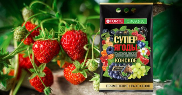 Как посадить клубнику и что добавить в лунку для урожая сладких ягод? Как посадить клубнику и что добавить в лунку для урожая сладких ягод?