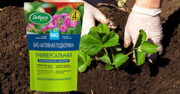 Как посадить клубнику и что добавить в лунку для урожая сладких ягод? Как посадить клубнику и что добавить в лунку для урожая сладких ягод?