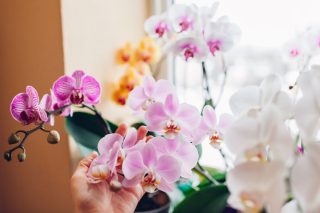 Какие комнатные растения нельзя опрыскивать даже в жару?