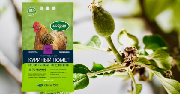 Летняя подкормка яблонь: как, чем и когда удобрять для сладких плодов Летняя подкормка яблонь: как, чем и когда удобрять для сладких плодов