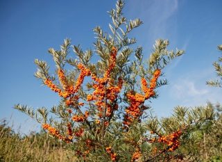 Облепиха без мучений: 7 сортов с крупными ягодами и минимумом колючек Облепиха без мучений: 7 сортов с крупными ягодами и минимумом колючек