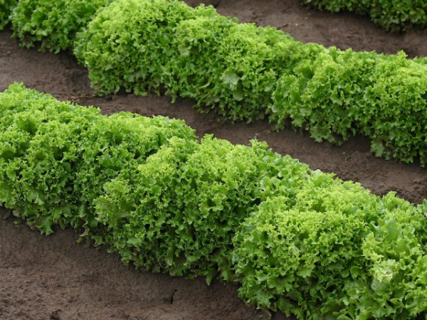 Салат, который захочется выращивать снова: 7 урожайных и вкусных сортов