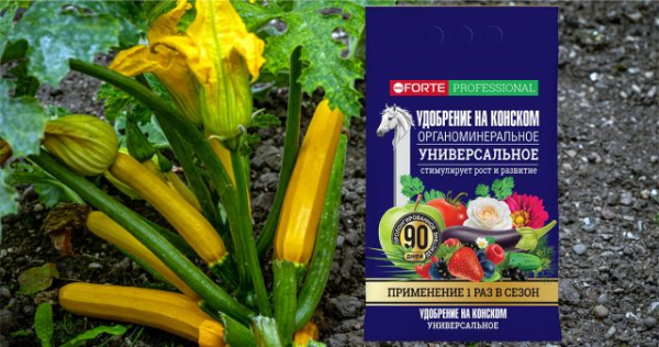 Секреты подкормки кабачков в открытом грунте