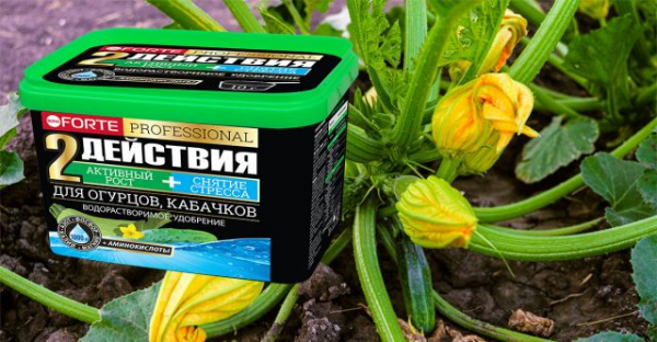 Секреты подкормки кабачков в открытом грунте