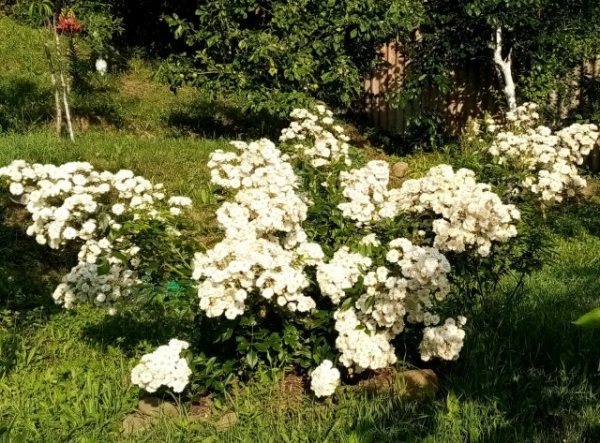 Восхитительные розы с мелкими цветками, которые я выращивала