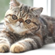10 самых тактильных пород кошек — а ваша в списке? 10 самых тактильных пород кошек — а ваша в списке?