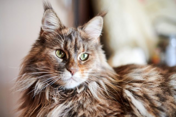 10 самых тактильных пород кошек — а ваша в списке? 10 самых тактильных пород кошек — а ваша в списке?