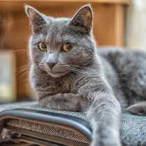 10 самых тактильных пород кошек — а ваша в списке? 10 самых тактильных пород кошек — а ваша в списке?