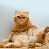 10 самых тактильных пород кошек — а ваша в списке? 10 самых тактильных пород кошек — а ваша в списке?