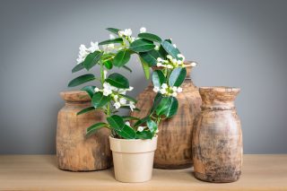 8 комнатных растений, которые могут ухудшать ваше самочувствие 8 комнатных растений, которые могут ухудшать ваше самочувствие