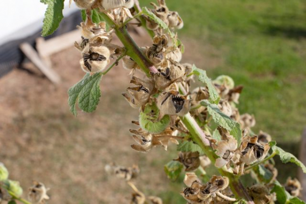 Бесплатный цветник на следующий год: какие семена собрать в августе Бесплатный цветник на следующий год: какие семена собрать в августе