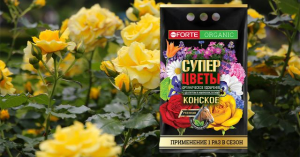 Чем подкормить розы после цветения? Чем подкормить розы после цветения?