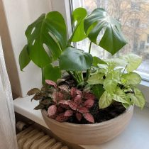 Как посадить несколько комнатных растений в один горшок?