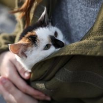 Как взять домой кошку с улицы: пошаговый план без лишнего риска