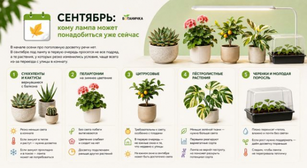 Какие комнатные растения и в каком порядке нужно досвечивать осенью? Какие комнатные растения и в каком порядке нужно досвечивать осенью?