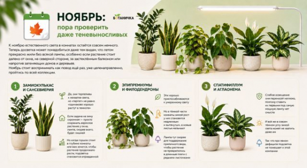 Какие комнатные растения и в каком порядке нужно досвечивать осенью? Какие комнатные растения и в каком порядке нужно досвечивать осенью?