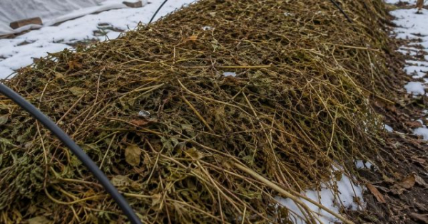Куда деть картофельную ботву: самые полезные применения на участке Куда деть картофельную ботву: самые полезные применения на участке