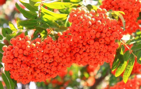 Лучшие сорта рябины с вкусными ягодами: не только для птиц и варенья Лучшие сорта рябины с вкусными ягодами: не только для птиц и варенья