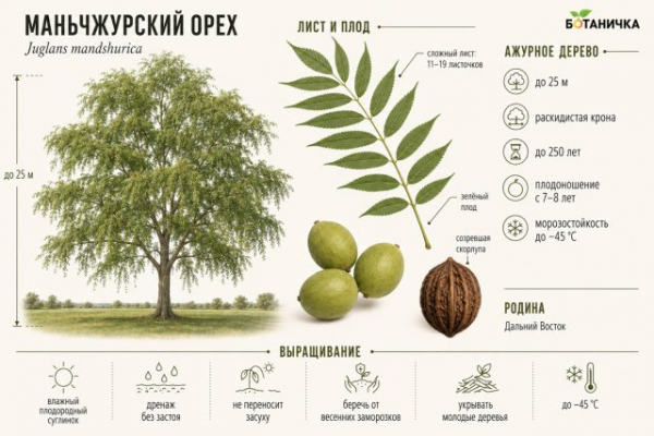 Орехи для средней полосы: что реально вырастить кроме лещины