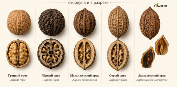 Орехи для средней полосы: что реально вырастить кроме лещины