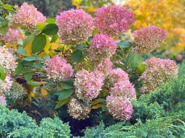 10 растений, которые не любят осеннюю обрезку 10 растений, которые не любят осеннюю обрезку
