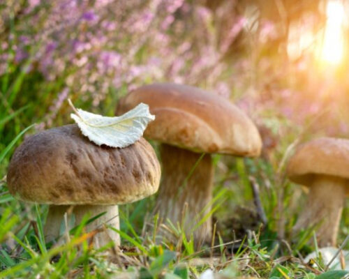 Какие грибы собирать в сентябре: 5 любимых, за которыми я хожу в лес