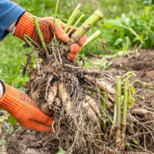 Когда и как выкапывать георгины — отвечаем на все вопросы